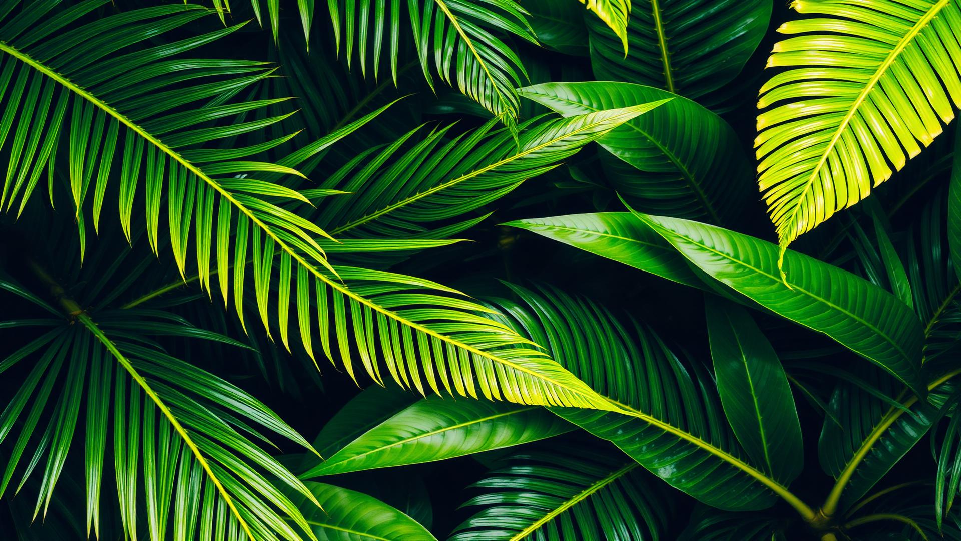 Tropical palm leaves